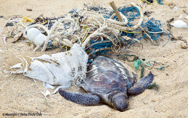 How our oceans became the world's garbage dump