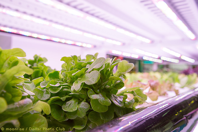 Try Hydroponics at the Office with The Grove
