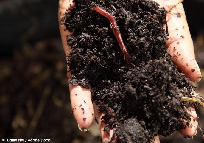 Vermicompost A Simple Way To Reduce Your Food Waste