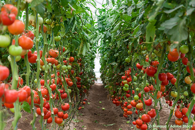 Will The Sundrop Farm Eliminate Farming Food Waste?