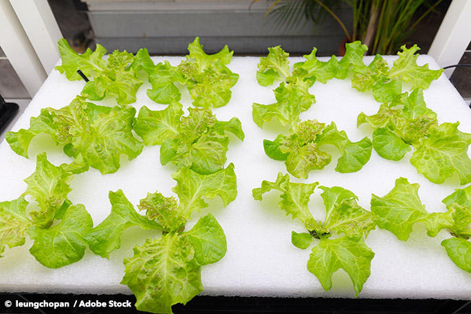Can You Reduce Food Waste With Indoor Hydroponics? Ikea Thinks So