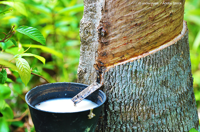 Have Rubber Trees Become A Zero Waste Equation?
