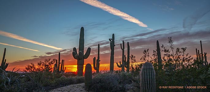 Could Cactus Plastic Be In Our Future?